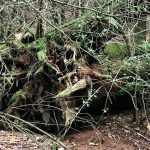 souche d'arbre ou animal étrange