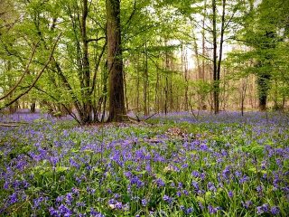 parterre de fleurs dans un sous-bois