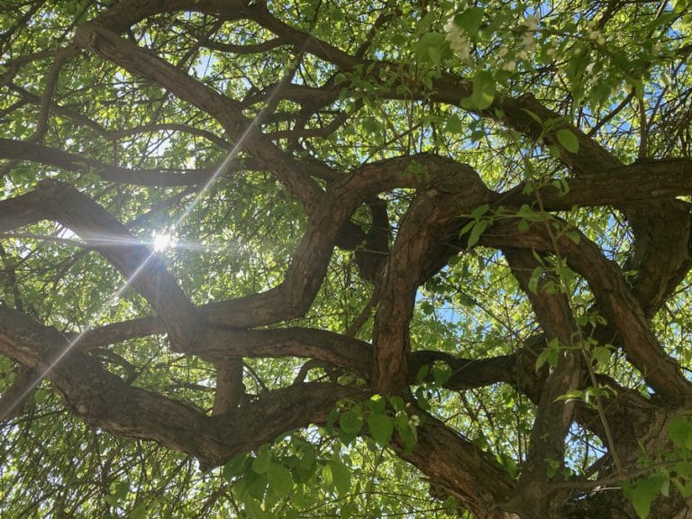 cours feldenkrais cours meditation centrage à Paris avec Disponibilite creative