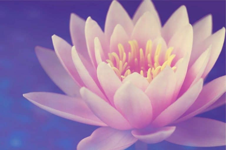 lotus peut s'ouvrir et fermer