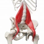 grand psoas image